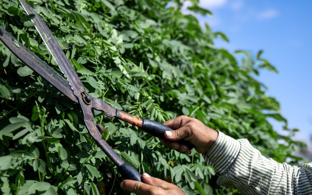 Taille des haies et élagage des arbres