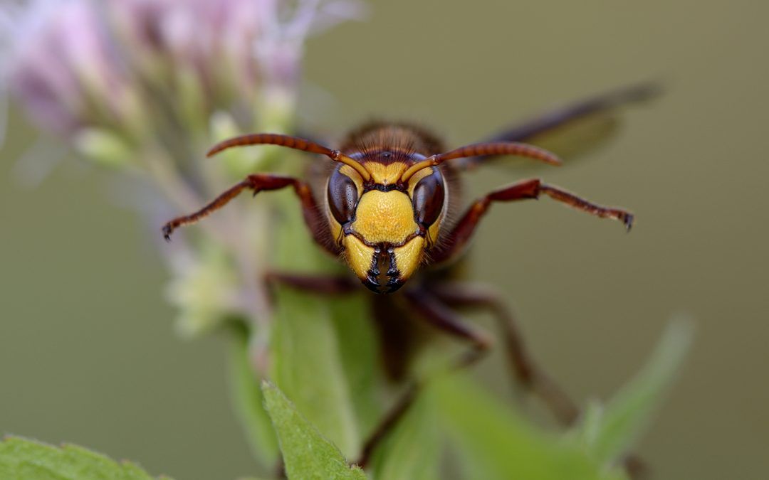 Lutte contre le frelon asiatique