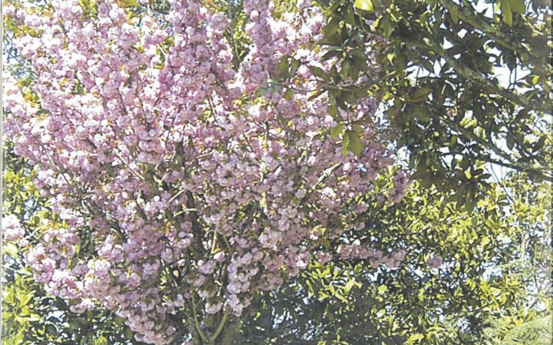 Bulletin communal d’informations – janvier 2005