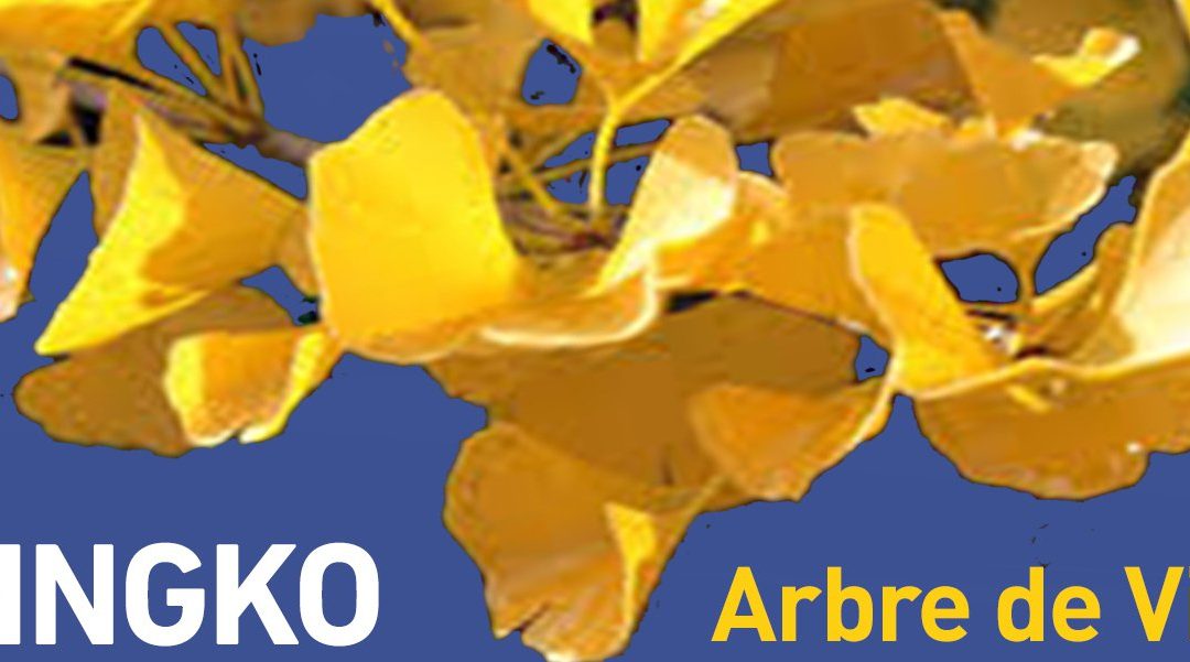 Gingko Arbre de Vie